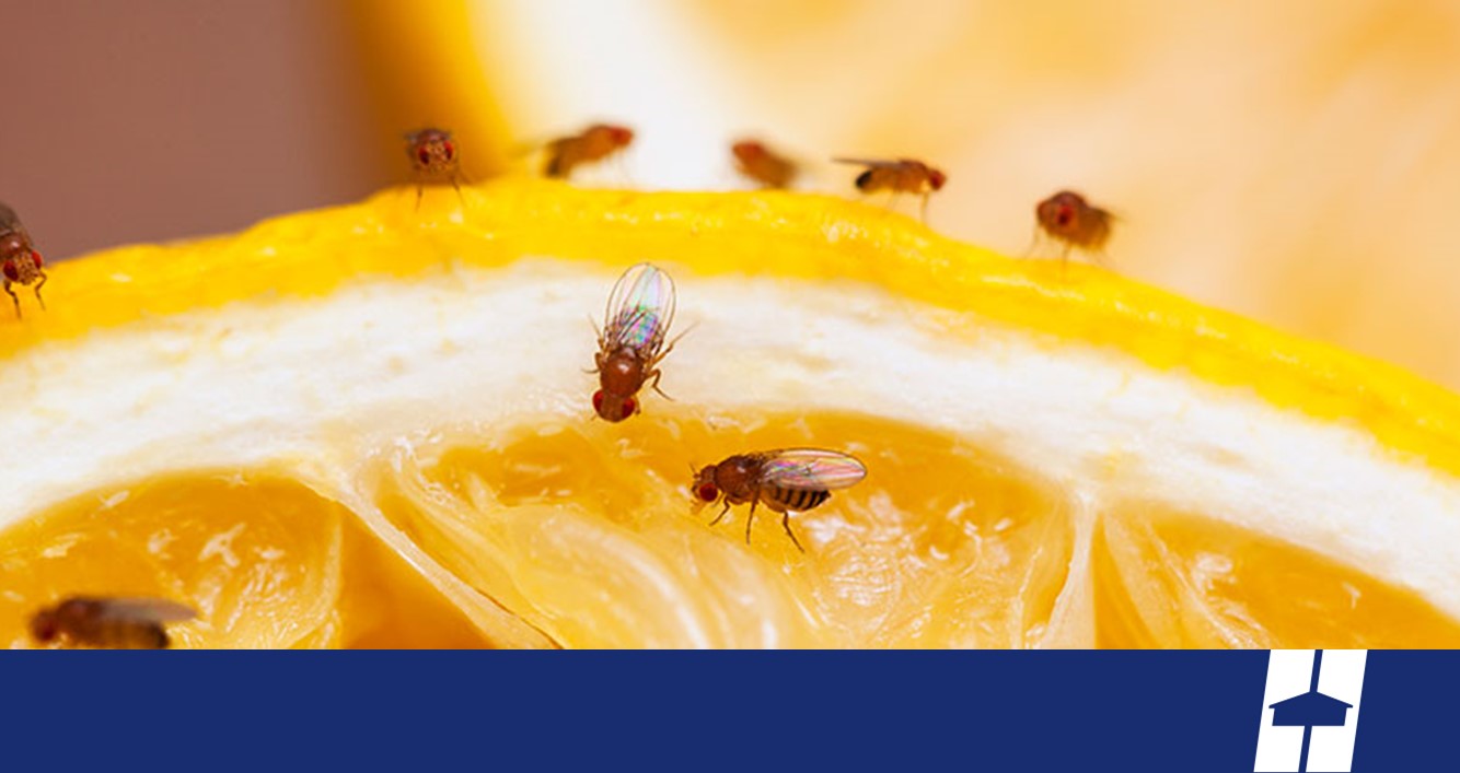How to Get Rid of Fruit Flies - 6 Homemade Fruit Fly Trap Ideas